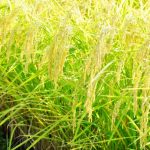 Thumbnail of post image 028