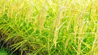 Thumbnail of post image 042